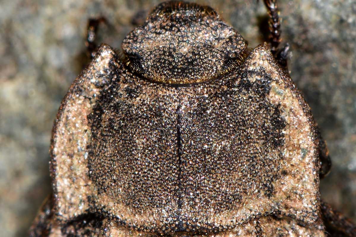 Tenebrionidae: Asida sabulosa